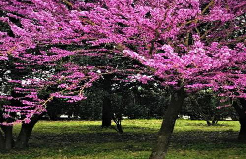 Elegant apartment in resort with swimming pool featuring nature and tranquillity - Foto 41