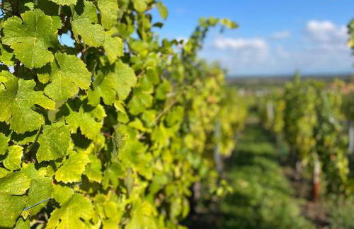 Le Clos Des Vignes - Charme au cœur du vignoble - Foto 20