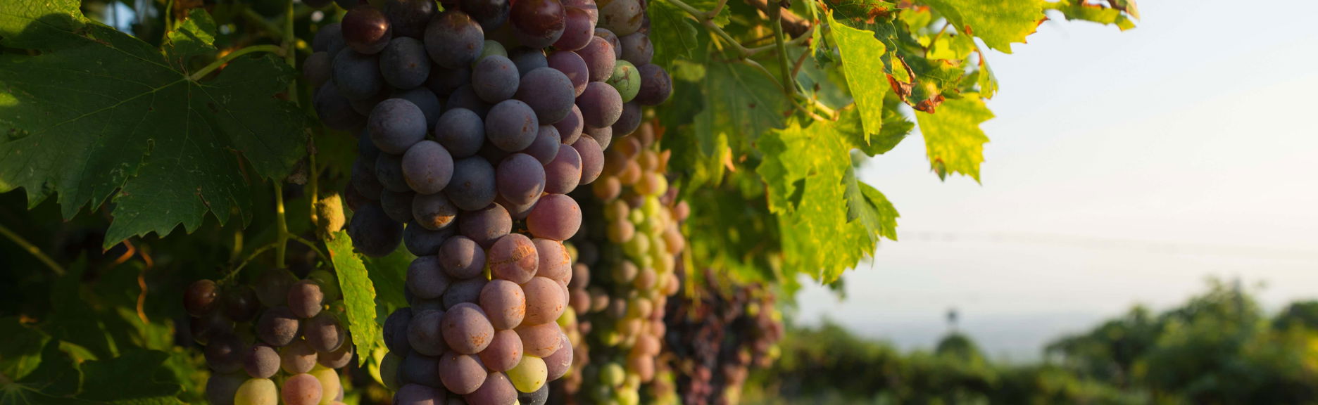 Dégustation de vin dans une cave de Spiazzi