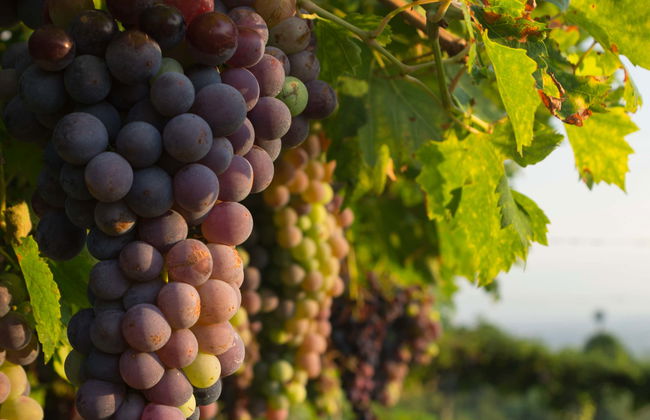 Degustazione di vino in una cantina di Spiazzi - Foto 1