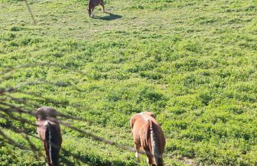 Las Brujas - Foto 11