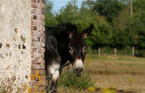 La Fontaine du Perche - Home Cinéma, Sauna, SPA, piscine intérieure chauffée jusqu'à fin novembre - Foto 14
