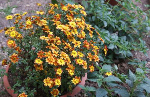 Il Lentischio holiday home - Foto 78