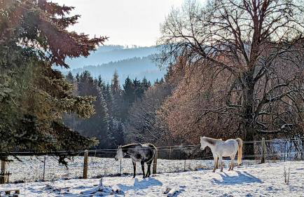Naturblick Apartment - Modernes 3-Zimmer mit Privatparkplatz - Foto 5