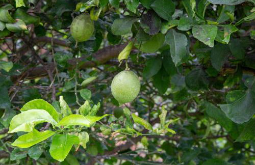 Villa Dafne - Foto 7