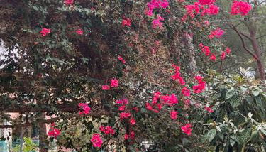 Marzy Home - Foto 4, Garden