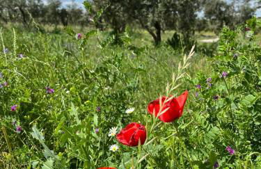 Quinta Monte da Azinheira - Foto 12