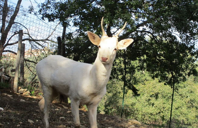 Il Daino Bianco Country Hotel - Foto 79