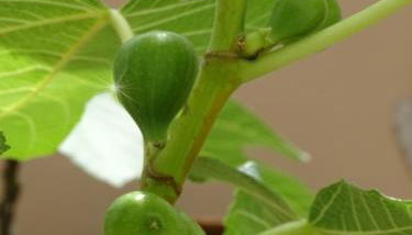 Casa-Catalina - Foto 5