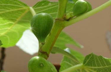 Casa-Catalina - Foto 5