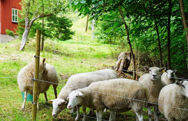 Seaside Charm in Bohuslan-by Traum - Foto 12