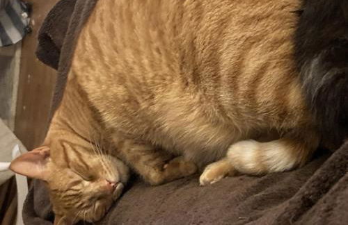 Hof Lebenslust für Mensch und Tier - Foto 6