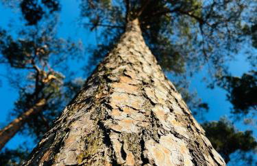 Widać Wydmy - Foto 73