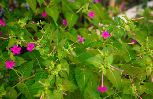 Dorotea Luxury Rooms - Foto 37