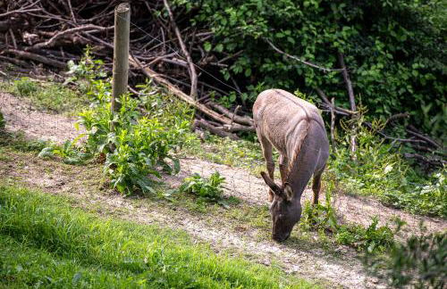 Agriturismo Cantine Bevione - Family Apartments with panoramic view - Foto 8