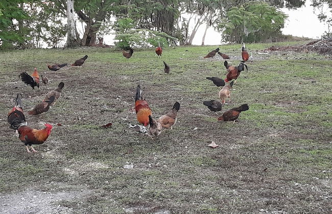 Adderley's Motel - Foto 7