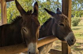 Hameau des Galottières-Perche, immersion nature à 2h de Paris - Foto 13