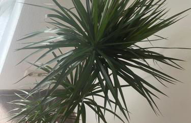 Kingsize Bett BOHO Apartment mit Tiefgarage nähe Salzburg - Foto 7