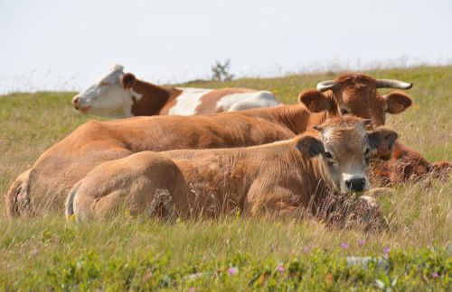 Gite Mont Lozère - Foto 48