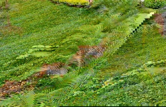 Peace Valley Hotel Apartments & Spa - Foto 28