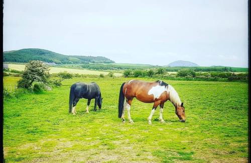 Cwt Gafr Bach - Photo 13