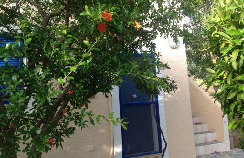 Granatapfel - Foto 9