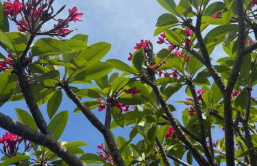 Sítio Alvorada - Paraíso localizado no Circuito das Águas Paulista - Foto 6