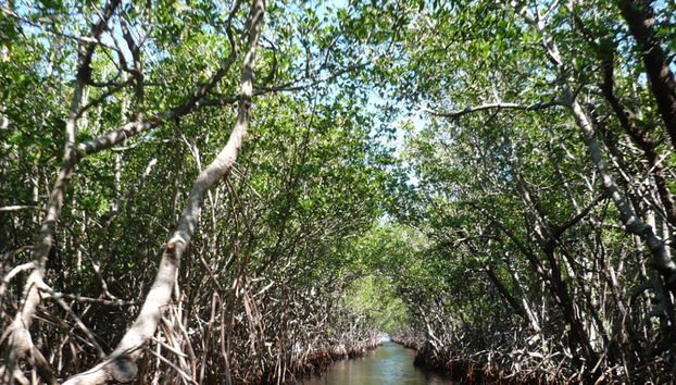 Vam Sat Mangrovenwald-Tour ab Ho-Chi-Minh-Stadt - Foto 3