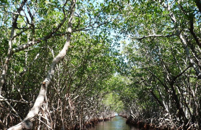 Vam Sat Mangrovenwald-Tour ab Ho-Chi-Minh-Stadt - Foto 3