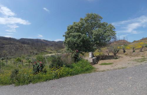 Palheiros da Ribeira - Foto 7