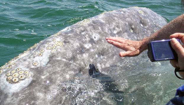 Observation des baleines grises à la baie de Magdalena - Photo 5