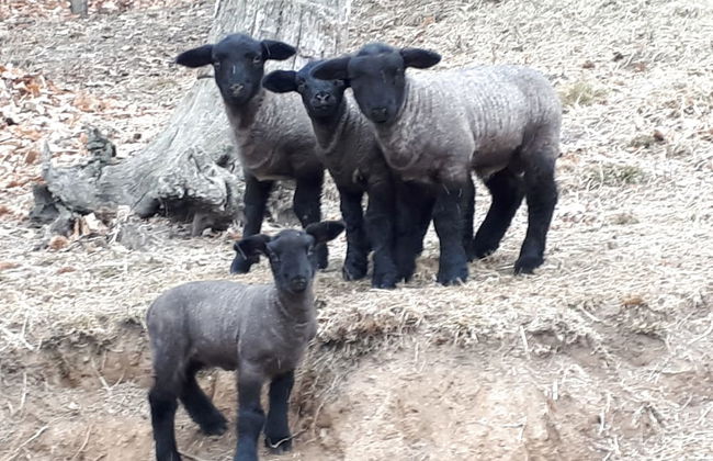 Agriturismo L'Arbo - Foto 24