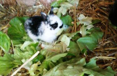 Ferienwohnungen Waldmann - Foto 20