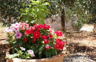 Thelea Mani - Foto 51