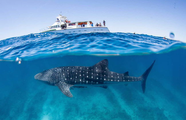 Swim with Humpback Whales or Whale Sharks - Photo 2