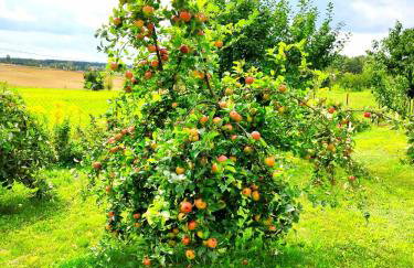 Domki Na Wzgórzu - domek nr 2 - Foto 80