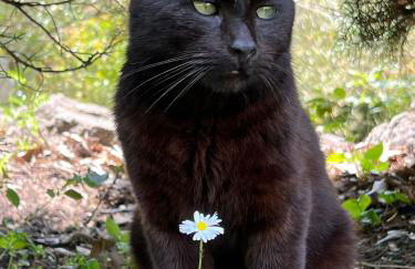 Country House Etna Glicine - Foto 24