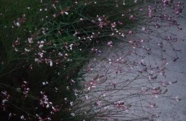 Dream Beloc House Lopud Island - Photo 39