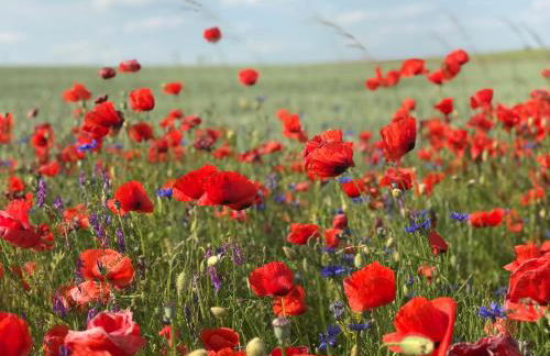 Ferienwohnung in Schmargendorf bei Angermünde - Foto 14