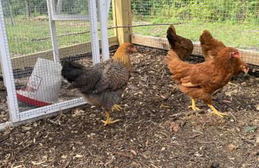 Luxury Mtn Log Home- Sevier Lodge at May Ridge - Foto 62