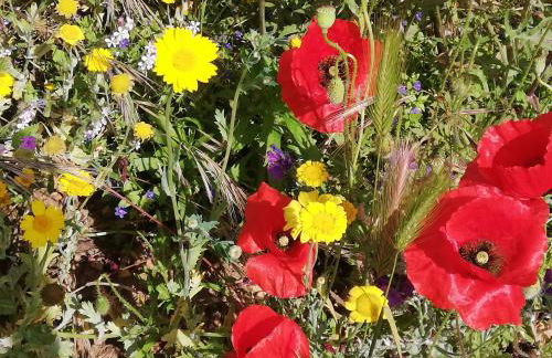 Burrico D`Orada - Rural Stays & Wine Country Tours - Foto 61