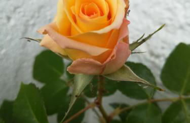 Marlingsuites - Vinea - Wieser Josef - Marling - Foto 80