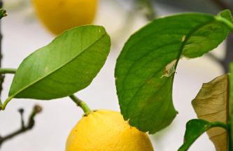 MBA 1 Beach Apartment - Foto 57