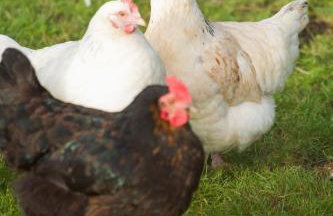 Apple Tree Lodge - Photo 18