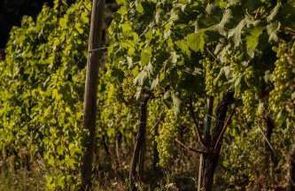 Agriturismo Per Caso - Foto 20