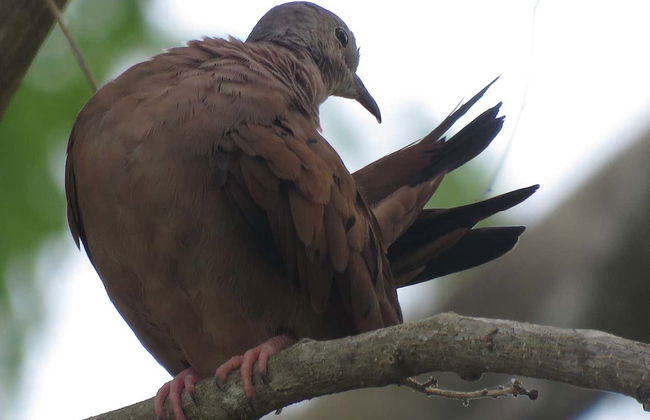 Bird Spotting in Sian Kaʼan Biosphere Reserve - Foto 8