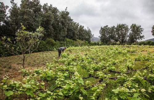 Adega do Mota - Photo 48