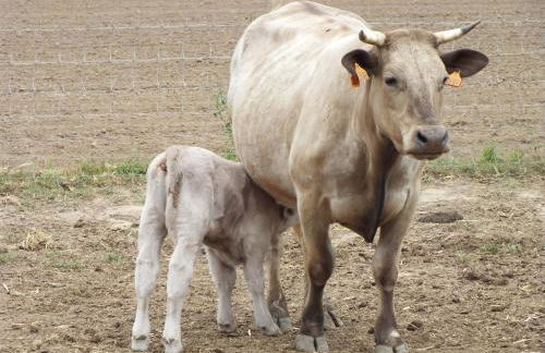 Quinta da Gafaria - Foto 53