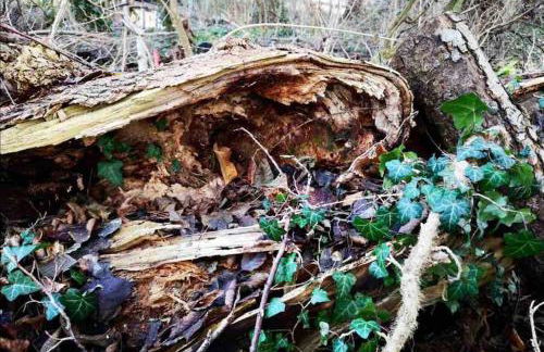 FEWO PARTNERS Haus Clemens - Gemütliches Holzhaus mit Grundstück nahe Badesee - Photo 31