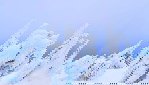 You've never seen snow-covered trees like this before